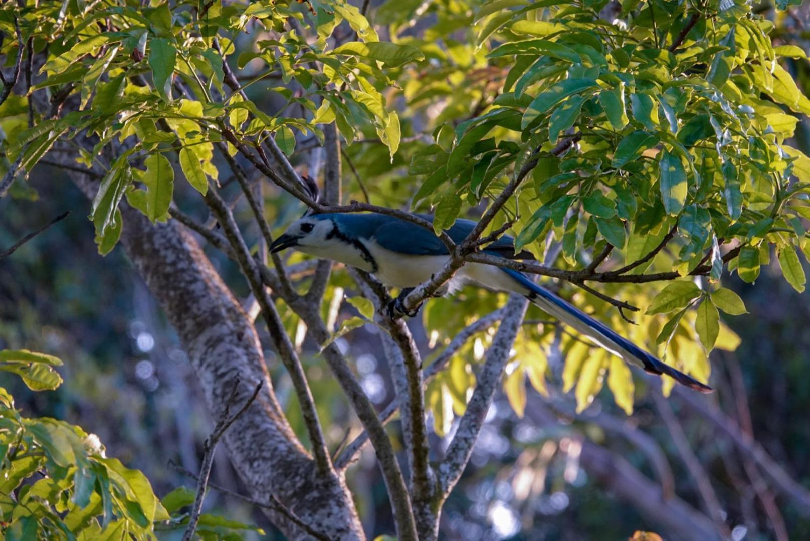 Cabana Indira Monteverde ภายนอก รูปภาพ